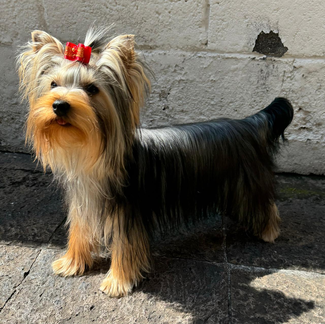 Rio de Luna Bijou — Labaza DogPedigree YorkshireTerrier